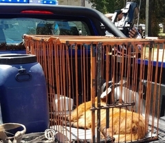 Chrysocyon brachyurus