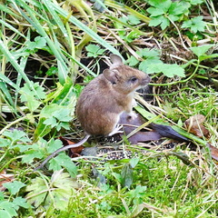Apodemus sylvaticus