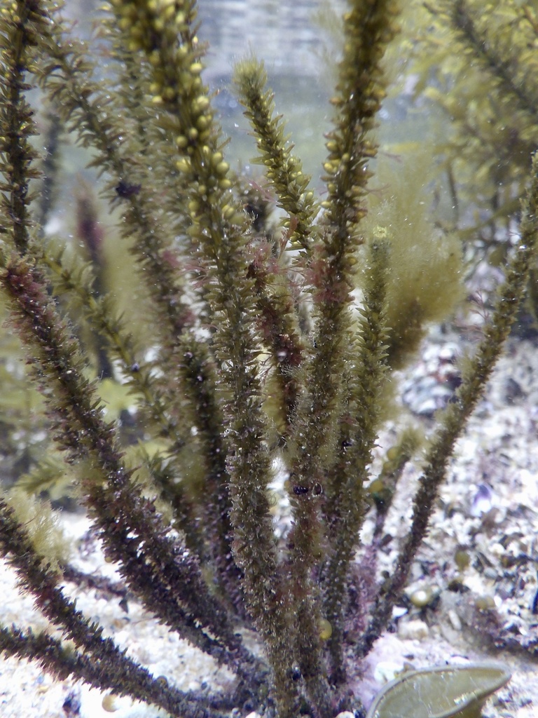 Sargassum thunbergii