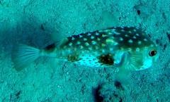 Cyclichthys spilostylus