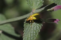 Cteniopus sulphureus