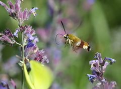 Hemaris fuciformis