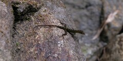 Anolis marmoratus