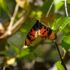 Acraea acara