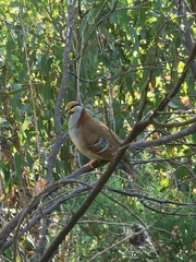 Phaps elegans