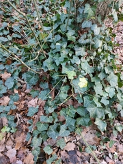 Hedera helix