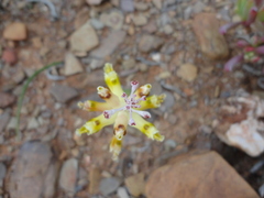 Lachenalia trichophylla