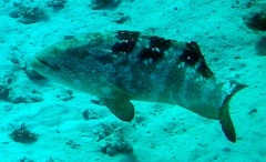 Epinephelus malabaricus