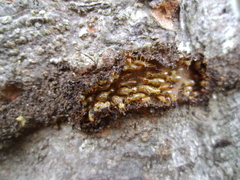 Nasutitermes walkeri