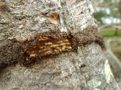 Nasutitermes walkeri