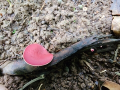 Phillipsia domingensis