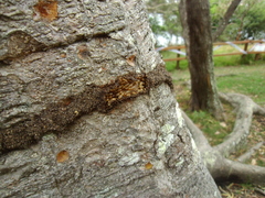 Nasutitermes walkeri