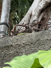 Lamprolepis smaragdina