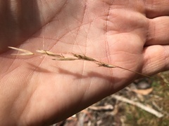 Rytidosperma racemosum