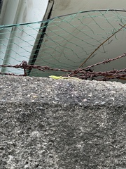 Lamprolepis smaragdina