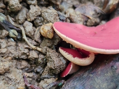 Phillipsia domingensis