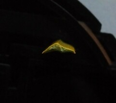 Xanthorrhoea caespitosa