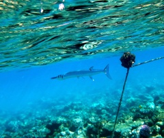 Tylosurus crocodilus