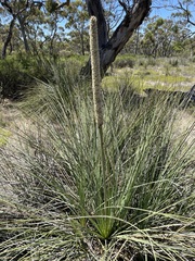 Xanthorrhoea caespitosa