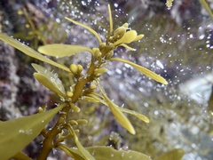 Sargassum fulvellum