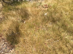 Rytidosperma racemosum