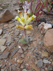 Lachenalia trichophylla