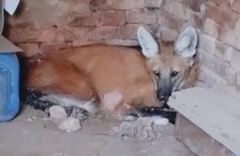 Chrysocyon brachyurus