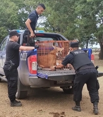 Chrysocyon brachyurus