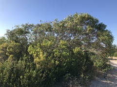 Eucalyptus diversifolia diversifolia