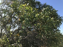 Eucalyptus diversifolia diversifolia