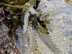 Sargassum macrocarpum