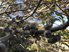 Eucalyptus diversifolia diversifolia