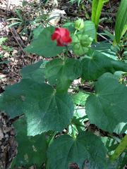 Malvaviscus arboreus drummondii