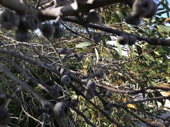 Eucalyptus diversifolia diversifolia