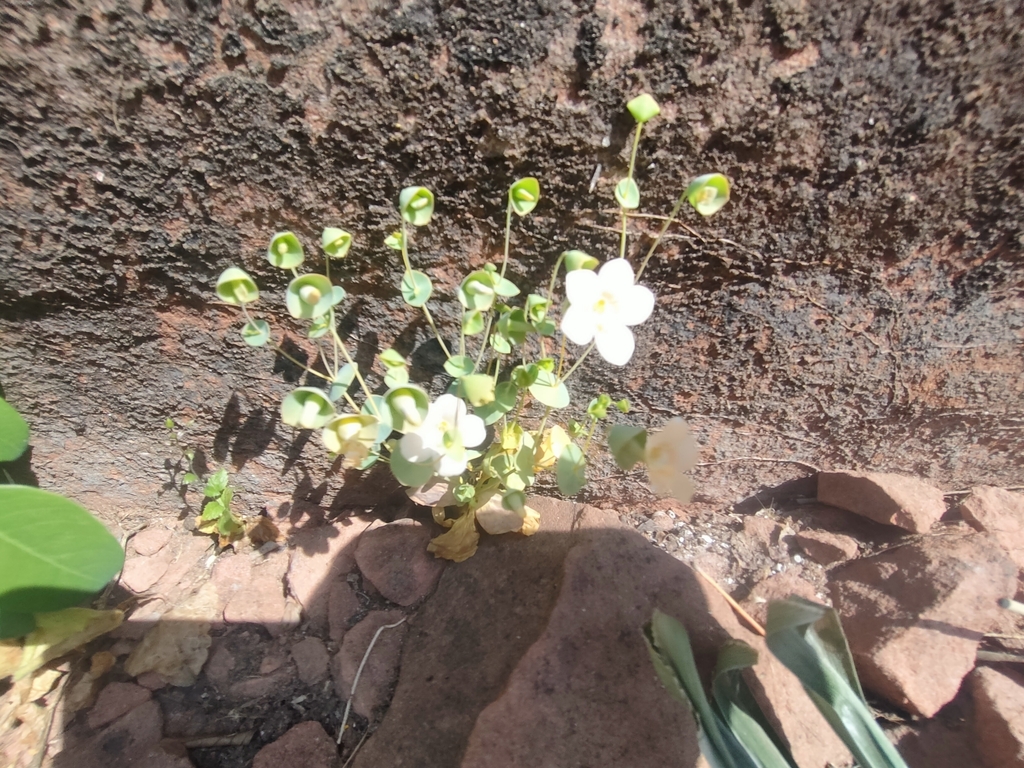Phyllocyclus petelotii (Phyllocyclus petelotii)