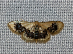 Idaea macrospila