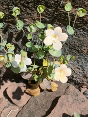 Phyllocyclus petelotii