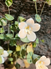 Phyllocyclus petelotii