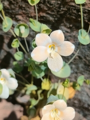 Phyllocyclus petelotii