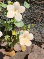 Phyllocyclus petelotii