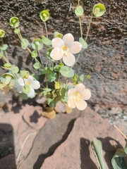 Phyllocyclus petelotii