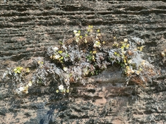 Phyllocyclus petelotii