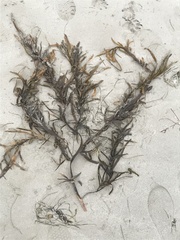 Phyllospora comosa