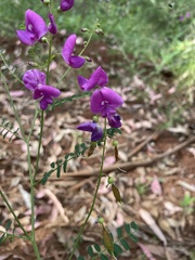 Indigofera australis