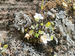 Phyllocyclus petelotii