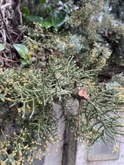 Cupressus arizonica