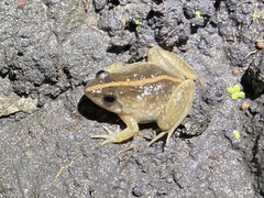 Phrynobatrachus acridoides