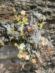 Phyllocyclus petelotii