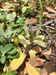 Ajuga australis