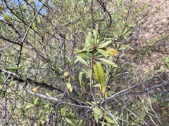 Prunus amygdalus